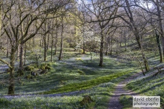 bluebells-2