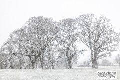 snow-eden-valley-7833